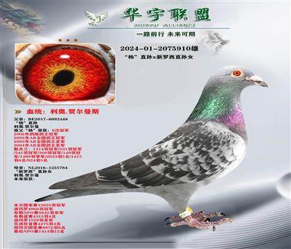 ���� ������ֱ��X������ ���۴�ֱ��Ů
