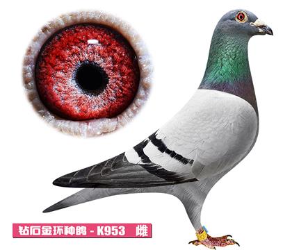 噶斯顿-奶酪佳人K953