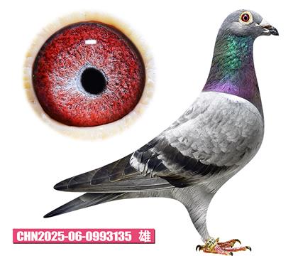 凡德帕斯-路易号135