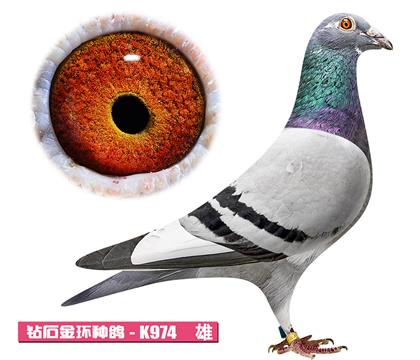范登布克-基特尔K974