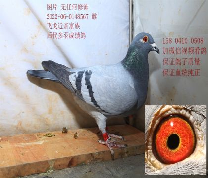 �������ɡ��ɸꡱ �Ƹ�567
