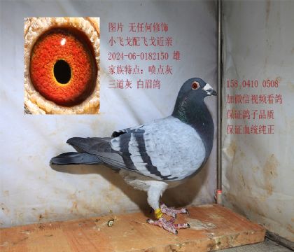 �������ɡ��ɸꡱ �󽱻� �۸�150