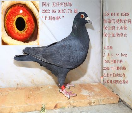 ���衰�ڰ��ڡ��۸�178