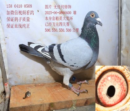 ����349Ѫϵ �󽱻� ��ָ����� �۸�6600