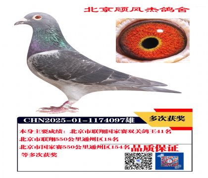 联翔国家赛双关鸽王41名