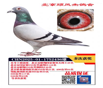 联翔国家赛双关鸽王48名
