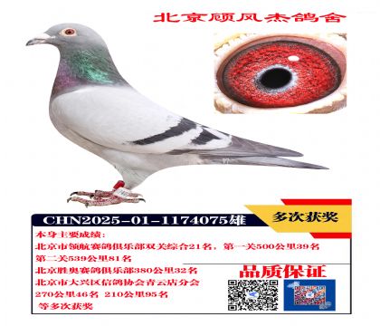 双关鸽王21名