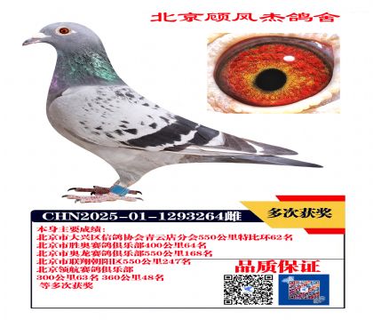 特比环62名