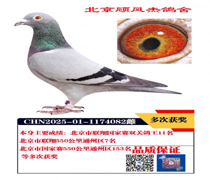 国家赛 联翔 双关鸽王11名