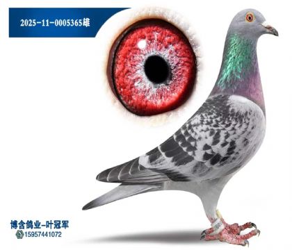 2025-11-0005365雄