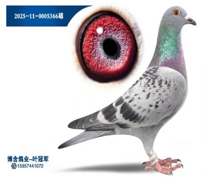 2025-11-0005366雄