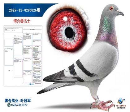 2025-11-0296026雄