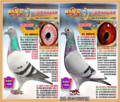 �������蹫��ھ�������蹫��ھ�ȫ�ý���.ƽ�����Ǿ�����