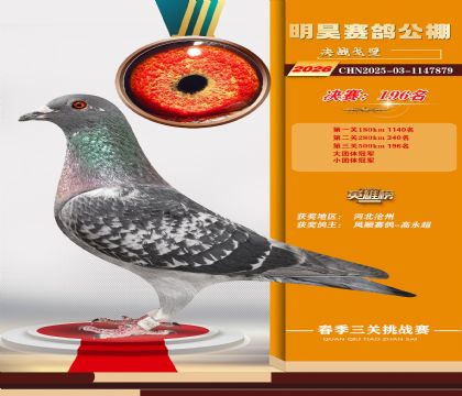 ��껾���196��