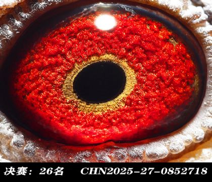 ���26-