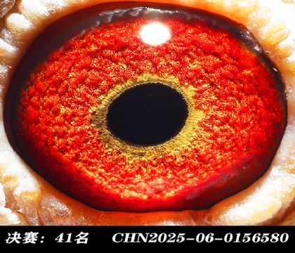 ���41-
