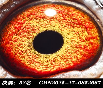 ���52-