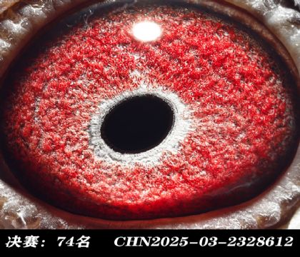 ���74-