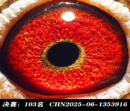 ���103-