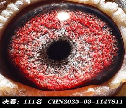 ���111-