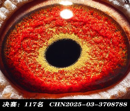 ���117-