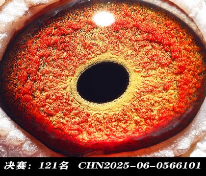 ���121-