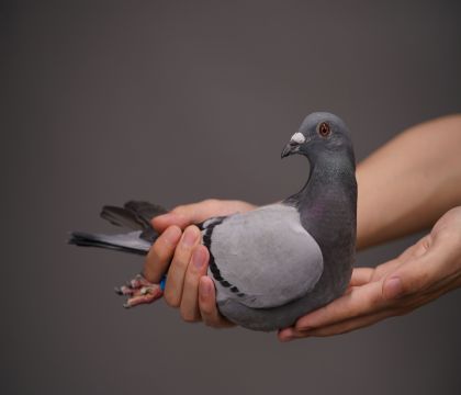 �׼������ء��ȶ�Ư����