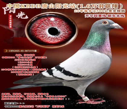 �й�KBDB-�¶����߶��500���ﾫѡ��