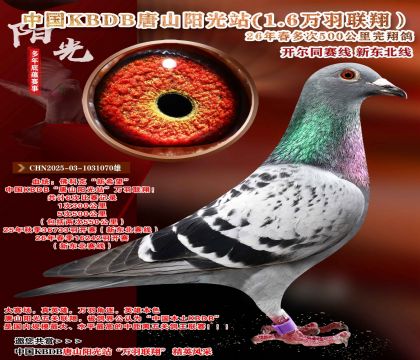 �й�KBDB-�¶����߶��500���ﾫѡ��