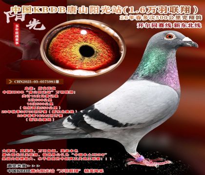 �й�KBDB-�¶����߶��500���ﾫѡ��