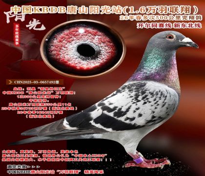 �й�KBDB-�¶����߶��500���ﾫѡ��