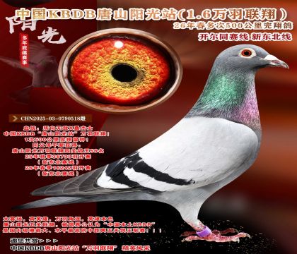 �й�KBDB-�¶����߶��500���ﾫѡ��