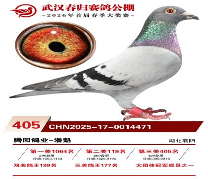 武汉春归决赛405名