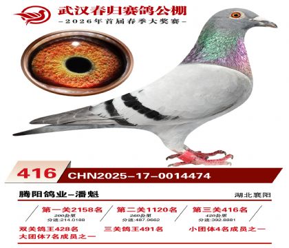 武汉春归决赛416名