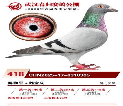 武汉春归决赛418名