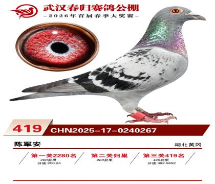 武汉春归决赛419名