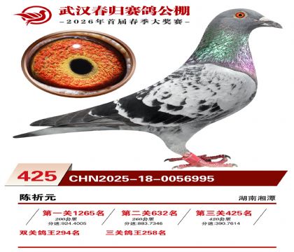 武汉春归决赛425名