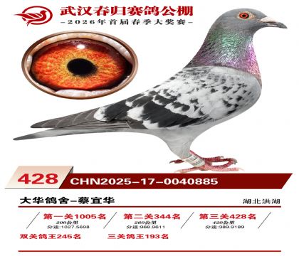 武汉春归决赛428名