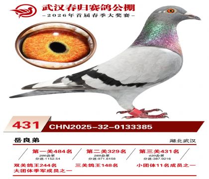 武汉春归决赛431名