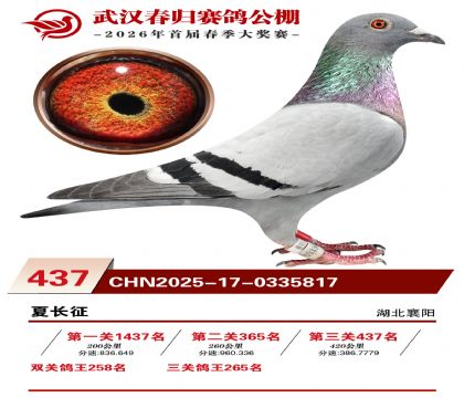 武汉春归决赛437名