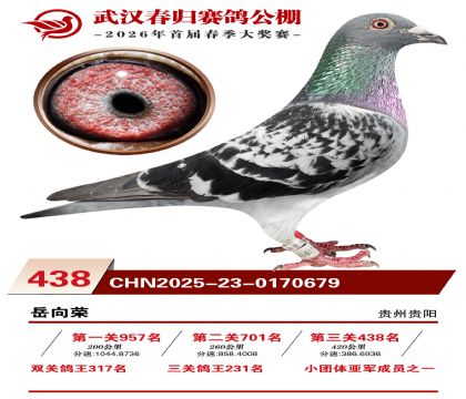 武汉春归决赛438名