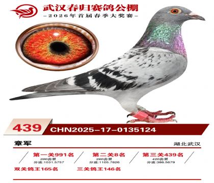 武汉春归决赛439名