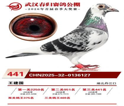 武汉春归决赛441名