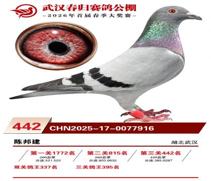 武汉春归决赛442名