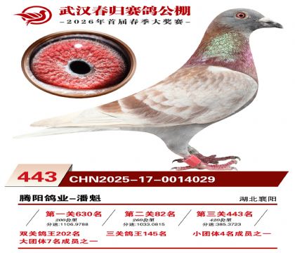 武汉春归决赛443名