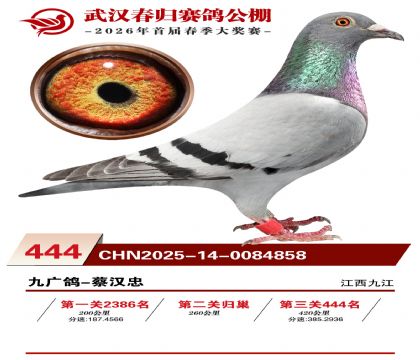 武汉春归决赛444名