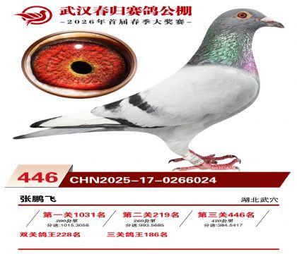 武汉春归决赛446名