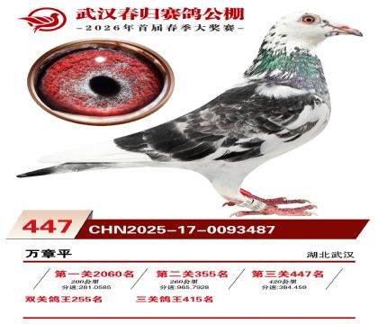 武汉春归决赛447名