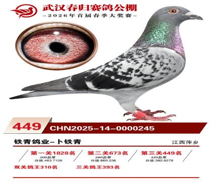 武汉春归决赛449名