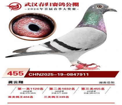 武汉春归决赛455名